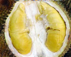 durian mantap